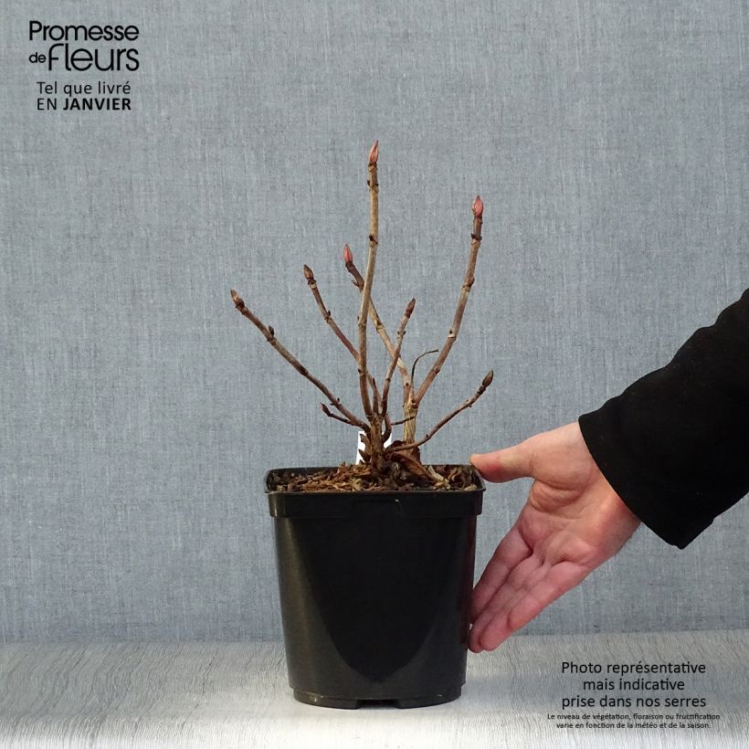 Example of Hortensia - Hydrangea serrata Vicomte de Kerlot Pot van 2 l/3 l as you get in hiver