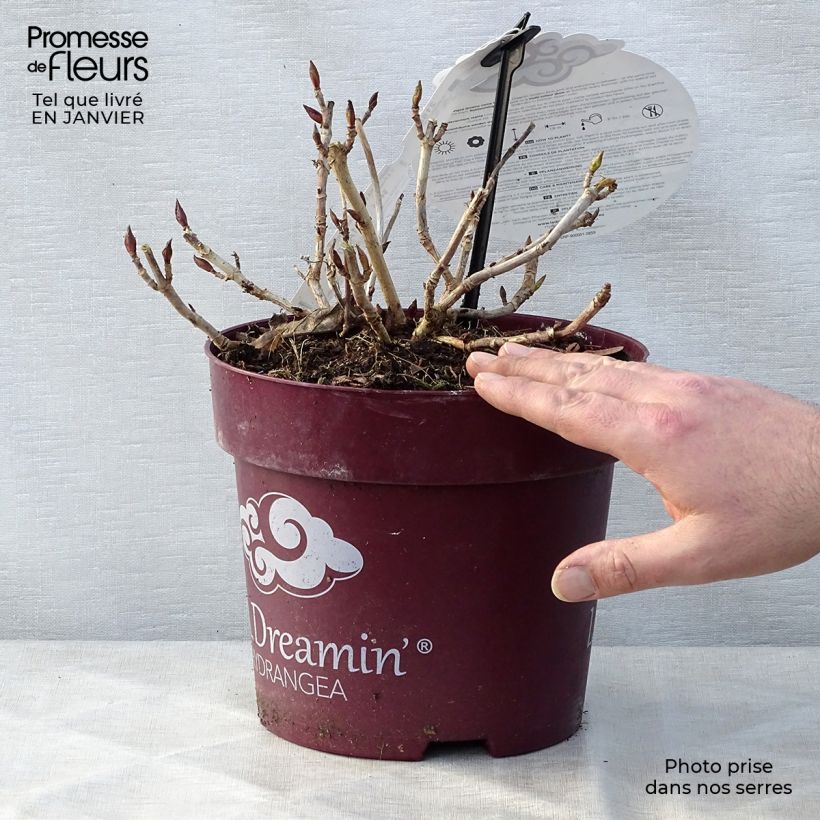 Example of Hortensia - Hydrangea macrophylla L.A Dreamin Pot van 4 l/5 l as you get in hiver