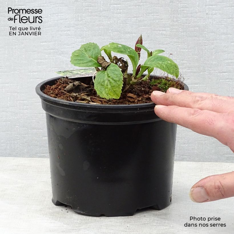 Exemplaar van Hydrangea Magical Harmony - Bolhortensia Pot van 2 l/3 l zoals geleverd in de winter