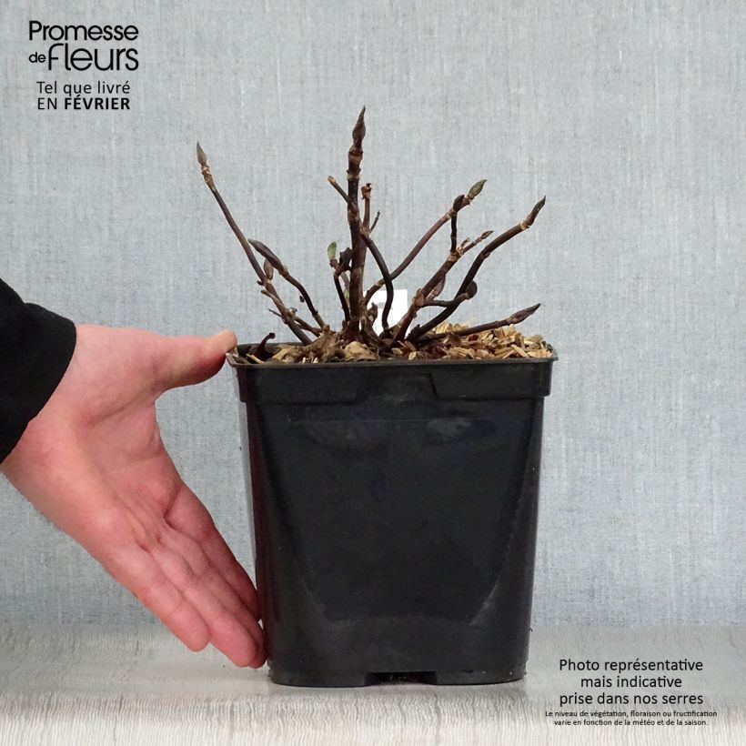 Example of Hortensia macrophylla Mathilde Gutges Pot van 2 l/3 l as you get in hiver