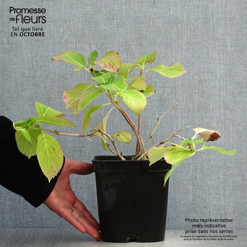 Exemplaar van Bolhortensia Mathilde Gutges Pot van 2 l/3 l zoals geleverd in de herfst