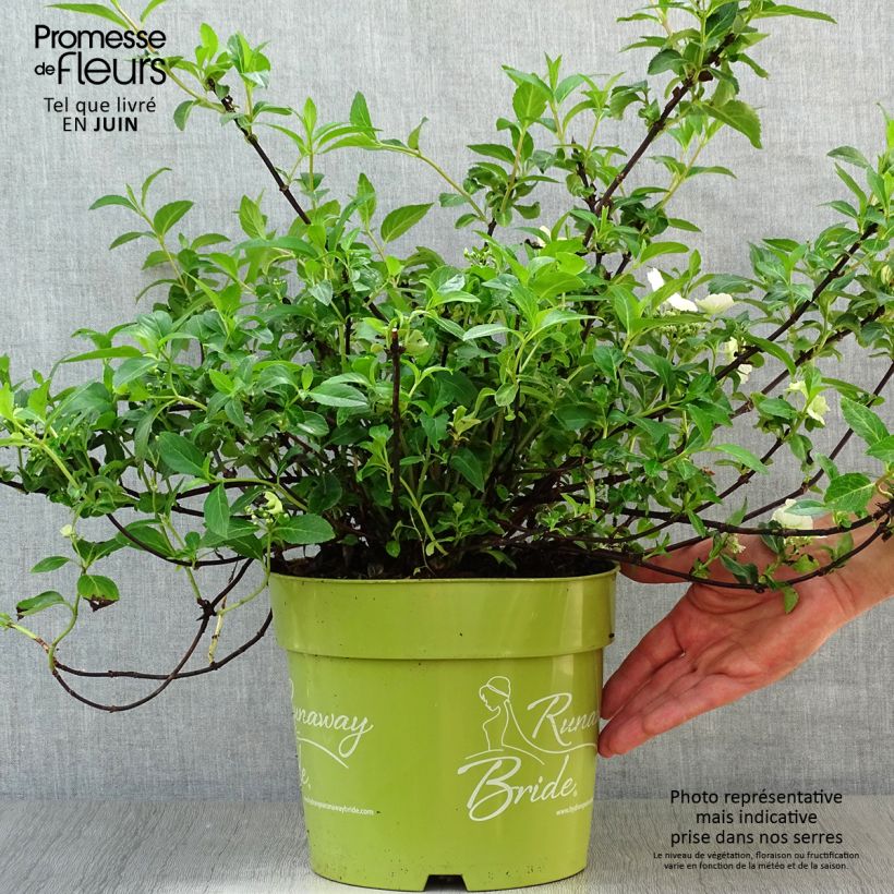 Exemplaar van Hydrangea Runaway Bride Snow White - Guirlande hortensia Pot van 6 l/7 l zoals geleverd in de zomer