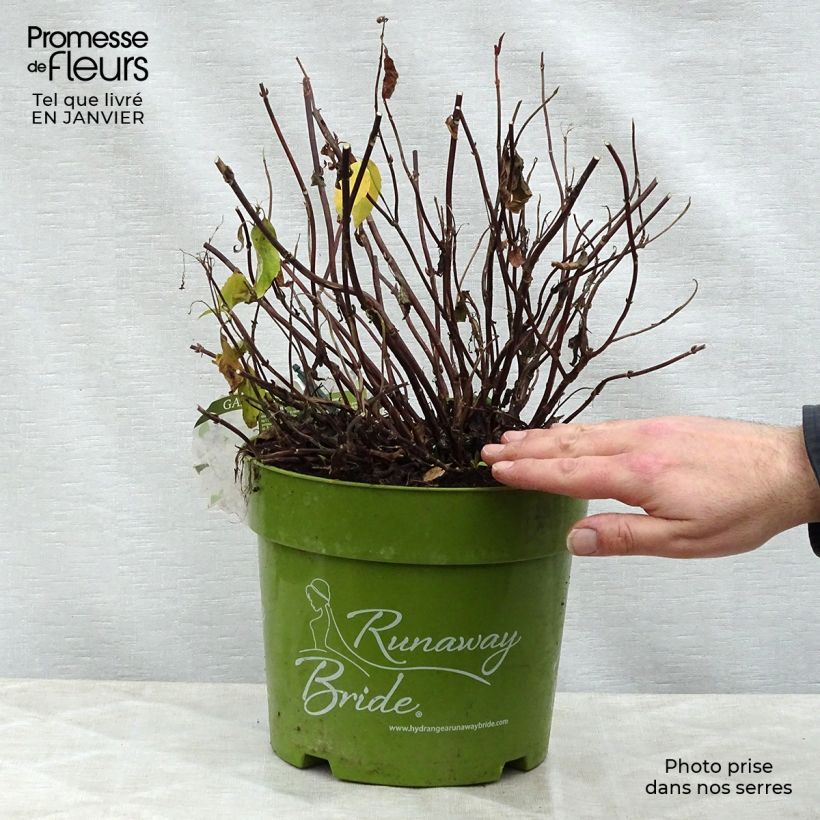 Example of Hortensia - Hydrangea Runaway Bride Pot van 6 l/7 l as you get in hiver