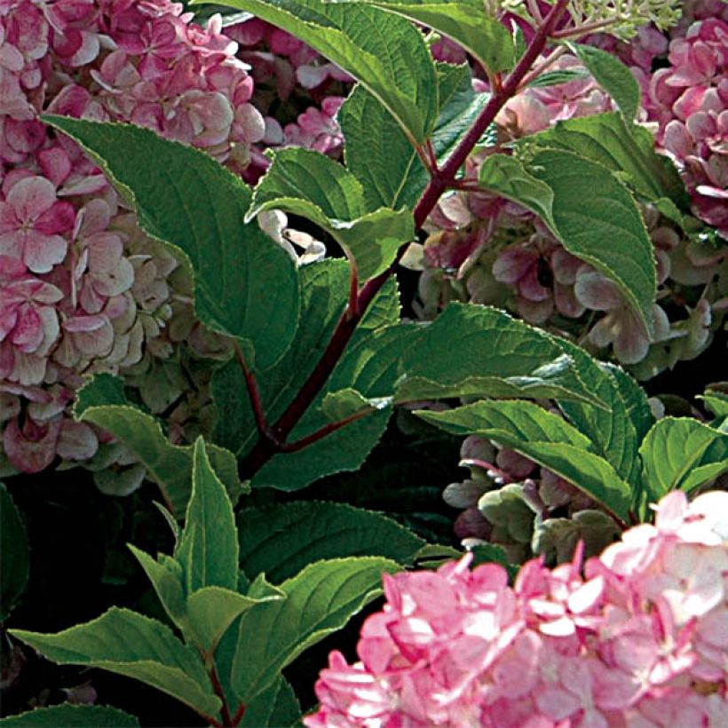 Hydrangea paniculata Vanille Fraise - pluimhortensia (Foliage)