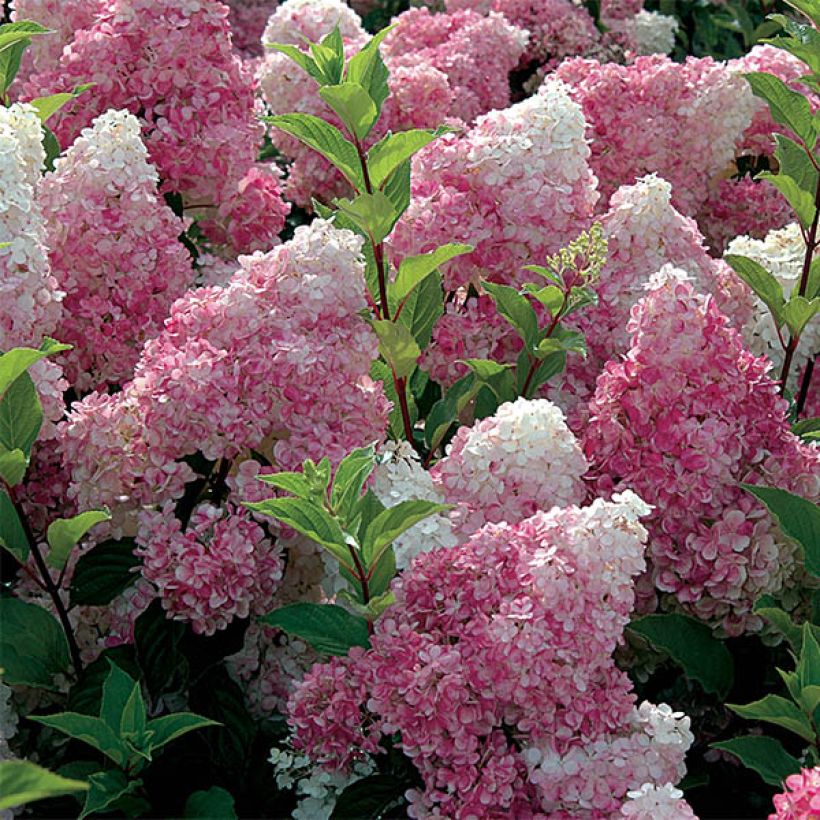 Hydrangea paniculata Vanille Fraise - pluimhortensia (Flowering)
