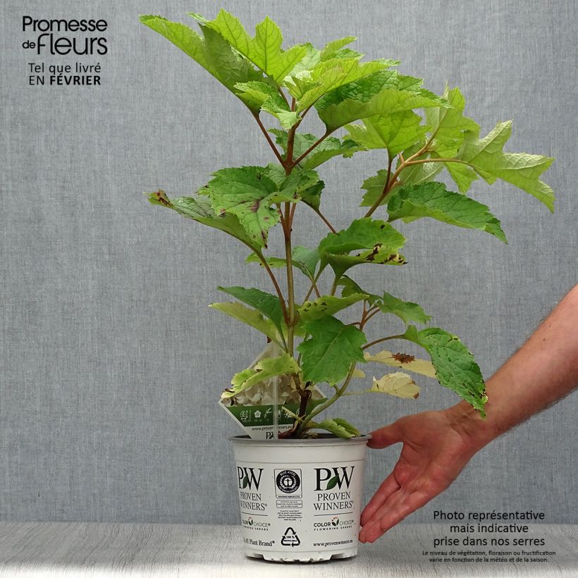 Exemplaar van Hydrangea quercifolia Gatsby Moon - Hortensia à feuilles de chêne Pot de 2L/3L zoals geleverd in de herfst