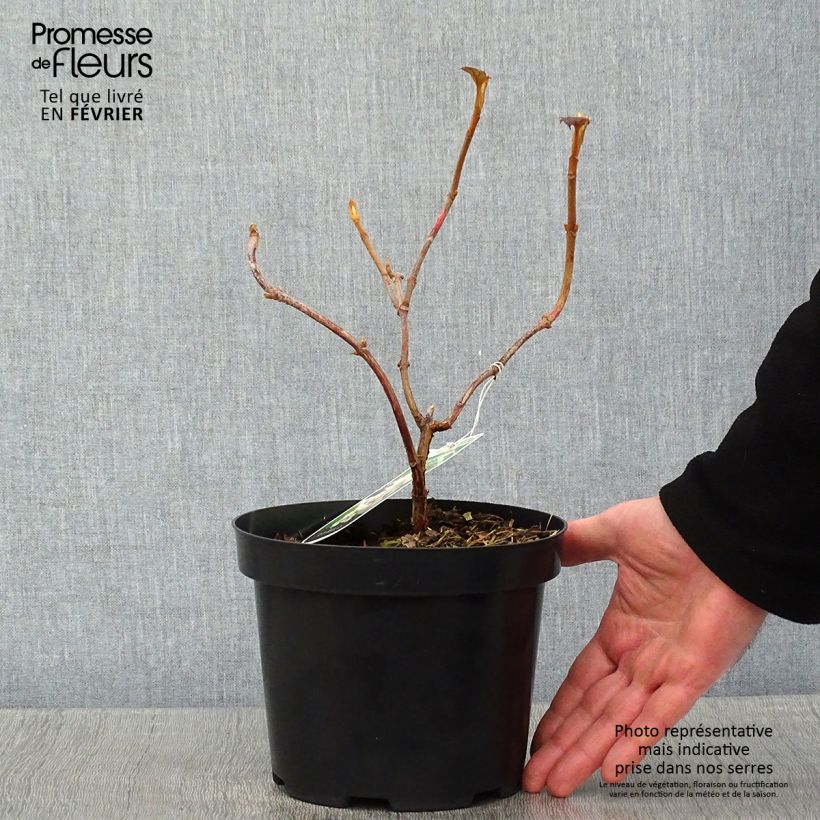 Example of Hydrangea quercifolia Sike's Dwarf - Hortensia à feuilles de chêne Pot van 2 l/3 l as you get in hiver