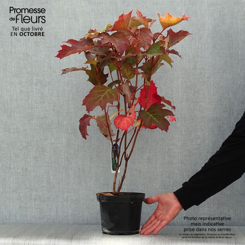 Exemplaar van Hydrangea quercifolia - Eikenbladhortensia Pot van 2 l/3 l zoals geleverd in de herfst