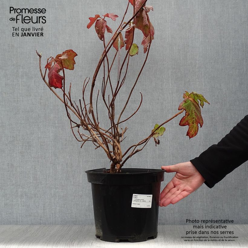 Example of Hydrangea quercifolia - Eikenbladhortensia Pot van 7,5 l/10 l as you get in hiver