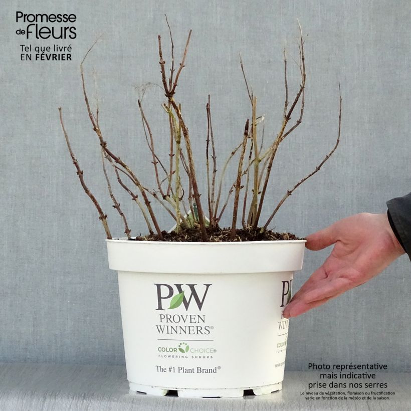 Example of Hortensia arborescens BellaRagazza Limetta Pot van 4 l/5 l as you get in hiver