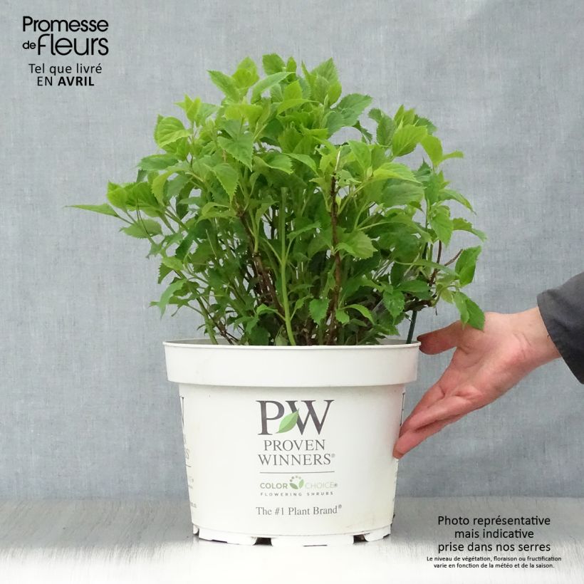 Exemplaar van Hydrangea arborescens BellaRagazza Limetta - Struikhortensia Pot van 4 l/5 l zoals geleverd in de lente