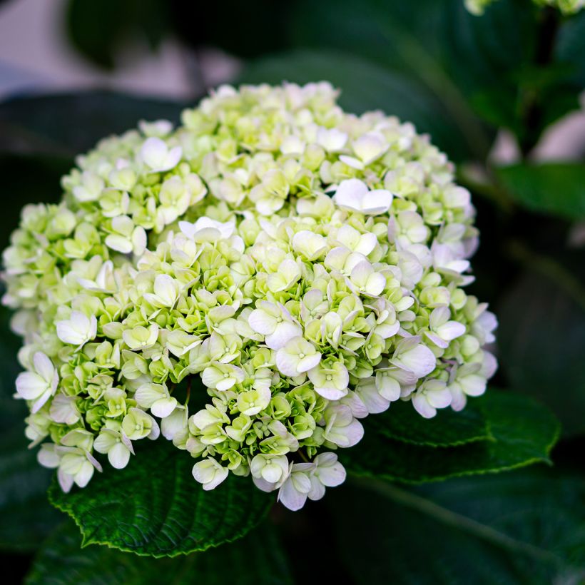 Hydrangea arborescens Lime Rickey bio - struikhortensia (Flowering)