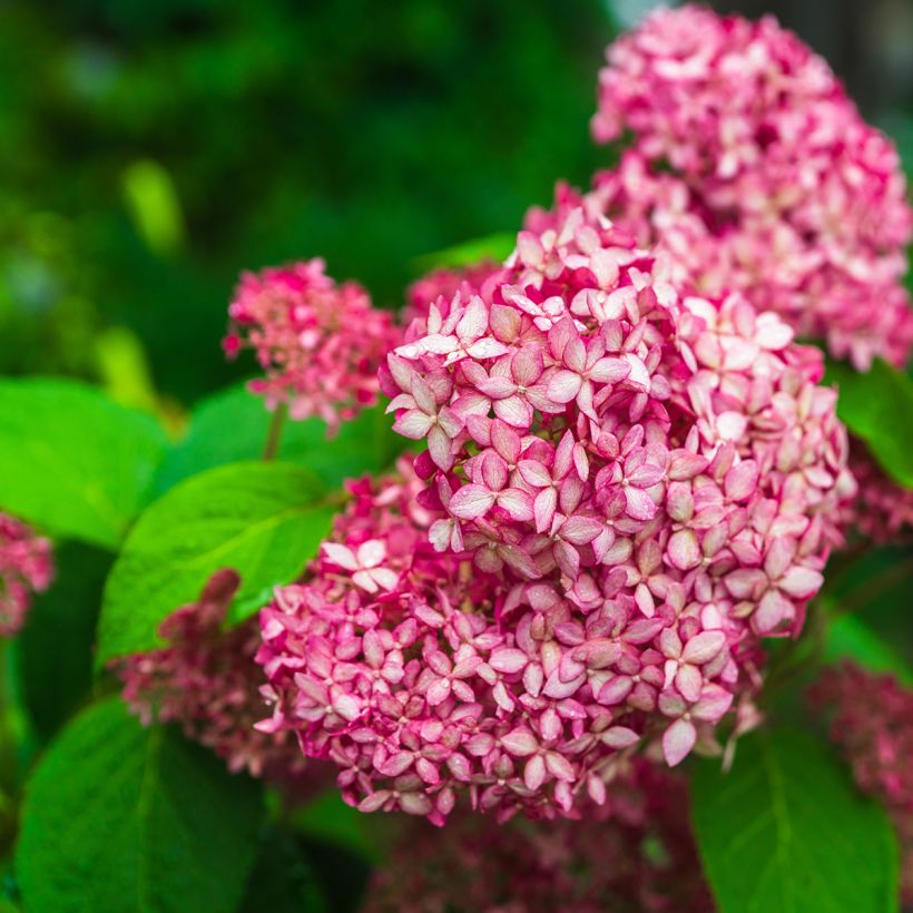 Hydrangea arborescens Pink Annabelle - struikhortensia (Flowering)