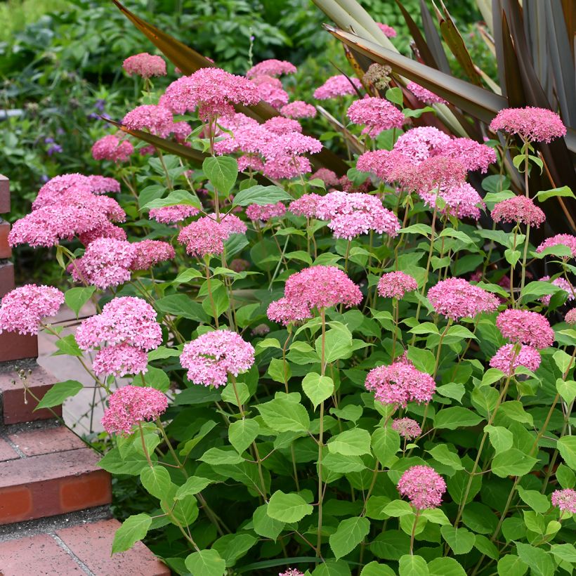 Hydrangea arborescens Pink Annabelle - struikhortensia (Plant habit)
