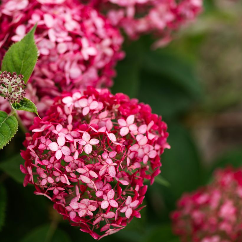 Hydrangea arborescens Ruby Annabelle - struikhortensia (Flowering)