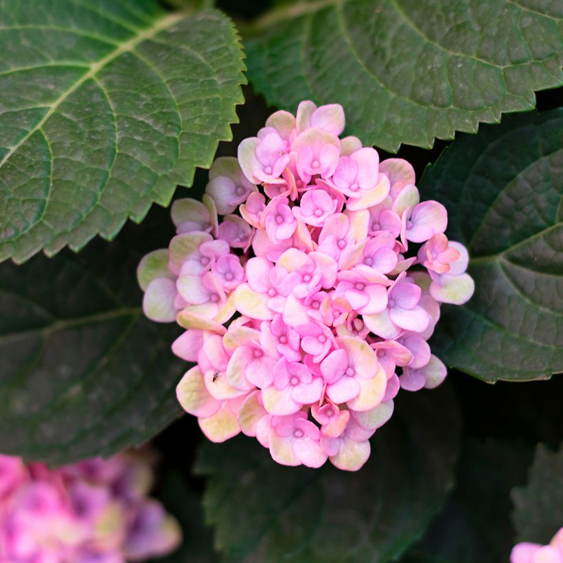 Hydrangea arborescens Sweet Annabelle - sneeuwballenhortensia (Foliage)
