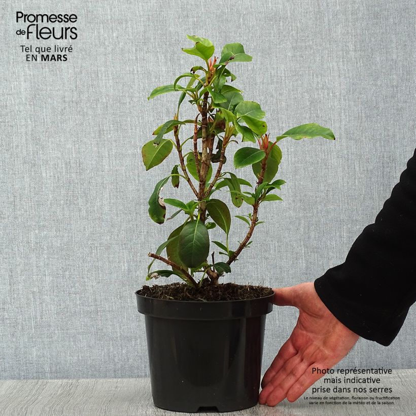 Example of Hortensia grimpant - Hydrangea Semiola Pot van 2 l/3 l as you get in hiver