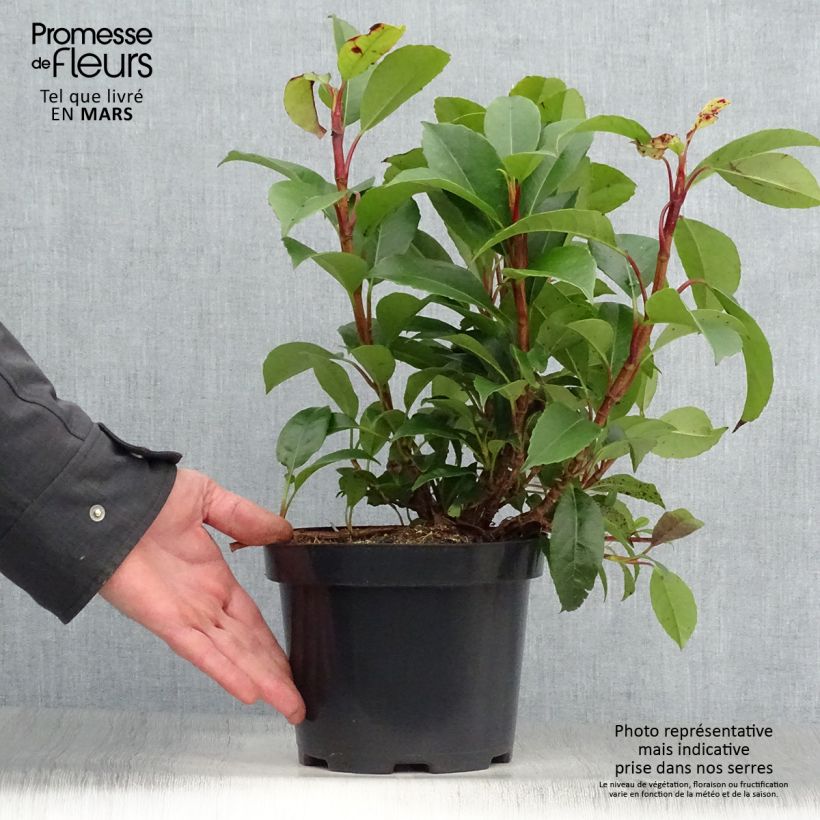 Exemplaar van Hydrangea Semiola - Klimhortensia Pot van 2 l/3 l zoals geleverd in de lente