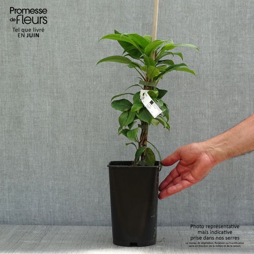 Exemplaar van Hydrangea seemanii - Groenblijvende klimhortensia Pot van 2 l/3 l zoals geleverd in de lente