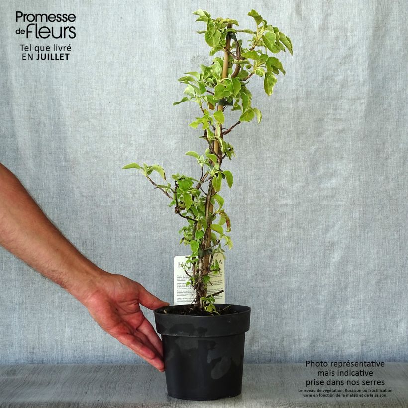 Exemplaar van Hydrangea petiolaris Miranda - Klimhortensia Pot van 2 l/3 l zoals geleverd in de zomer