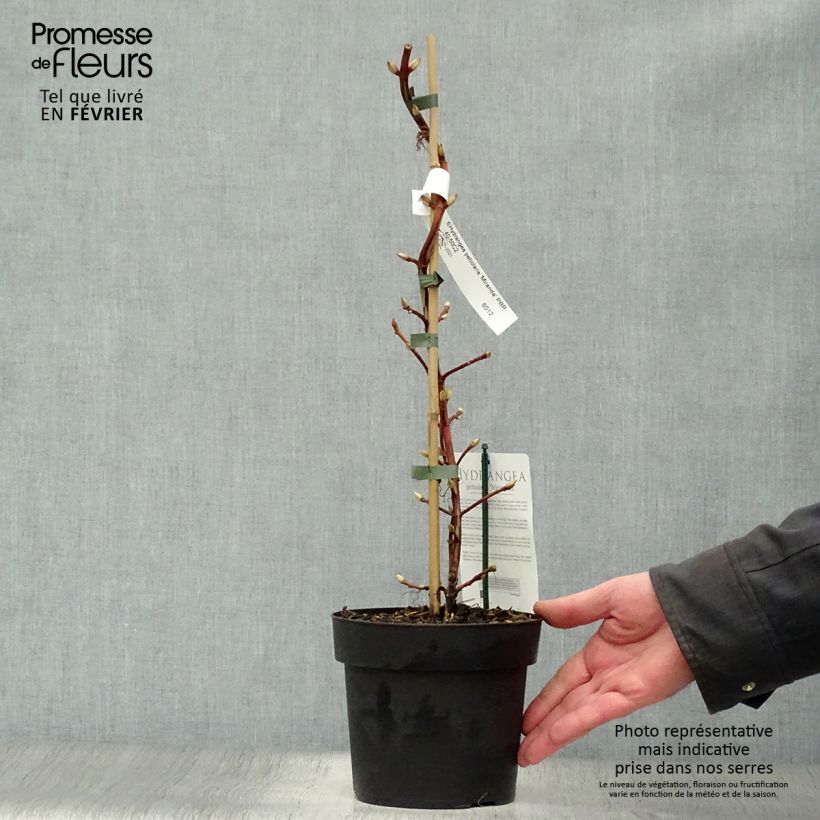 Example of Hortensia grimpant - Hydrangea petiolaris Miranda Pot van 2 l/3 l as you get in hiver