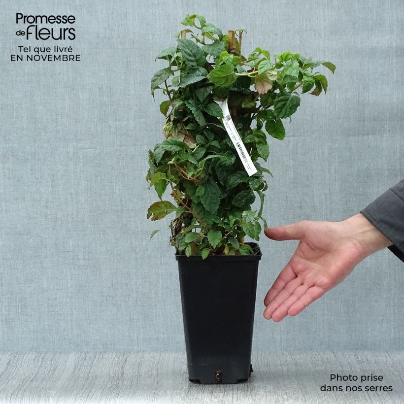 Exemplaar van Hydrangea petiolaris Winter Surprise - Klimhortensia Pot van 2 l/3 l zoals geleverd in de herfst