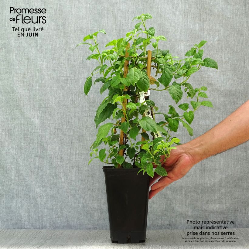 Exemplaar van Hydrangea petiolaris Winter Surprise - Klimhortensia Pot van 2 l/3 l zoals geleverd in de zomer