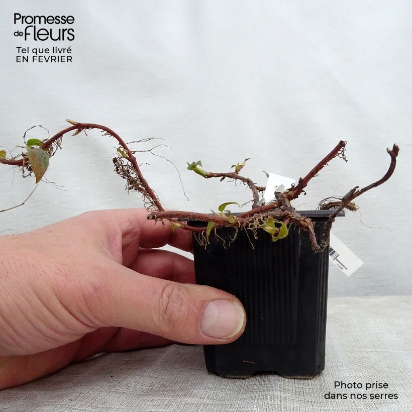 Example of Hortensia grimpant - Hydrangea petiolaris Kweekpotje van 8/9 cm as you get in hiver