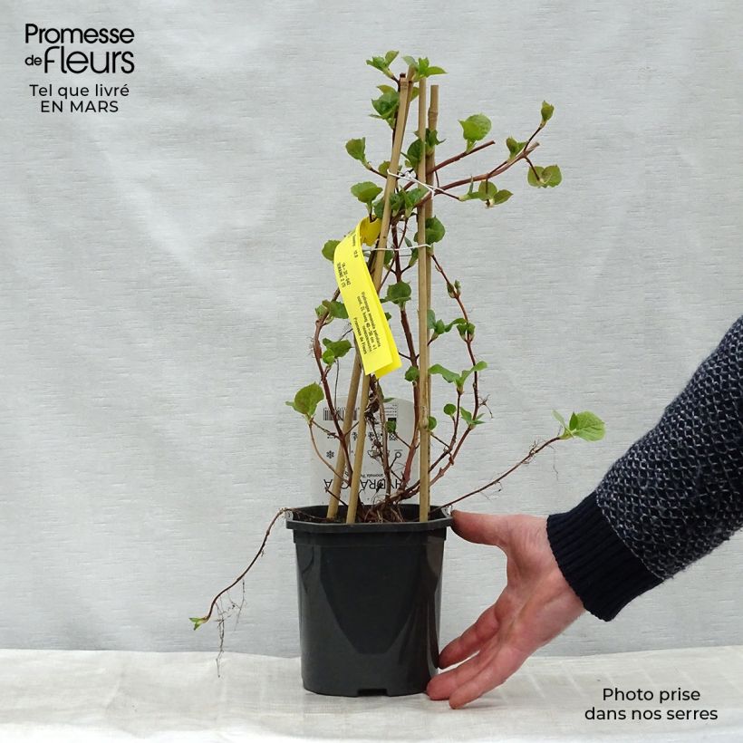 Example of Hortensia grimpant - Hydrangea petiolaris Pot van 2 l/3 l as you get in hiver