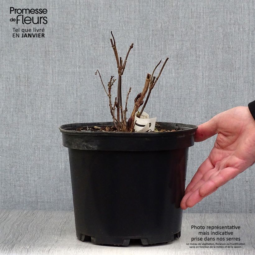 Example of Hortensia hybride - Hydrangea Daredevil Pot van 3 l/4 l as you get in hiver