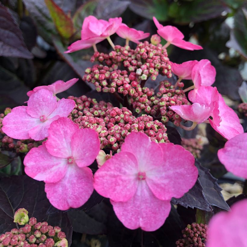 Hydrangea Daredevil - Schermhortensia (Flowering)