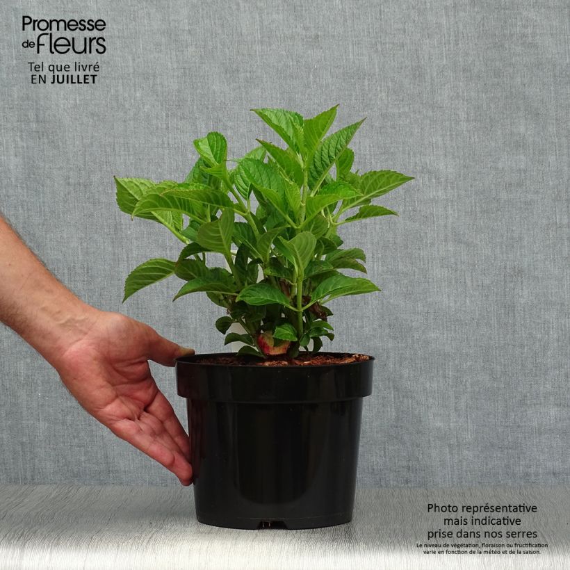 Exemplaar van Boerenhortensia Alpenglühen Pot van 2 l/3 l zoals geleverd in de zomer