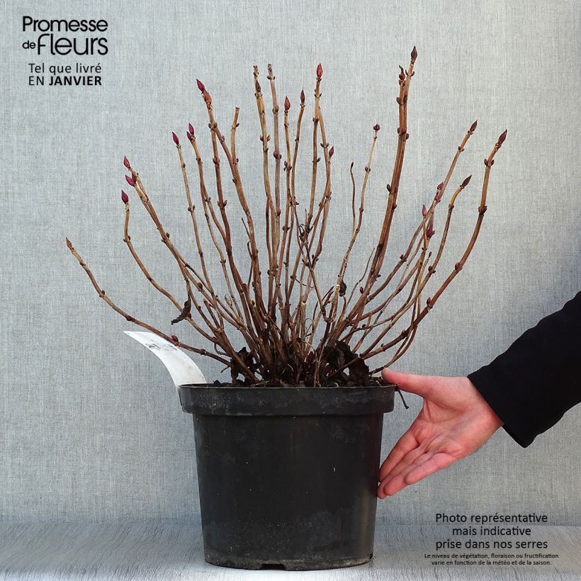 Example of Boerenhortensia Alpenglühen Pot van 7,5 l/10 l as you get in hiver