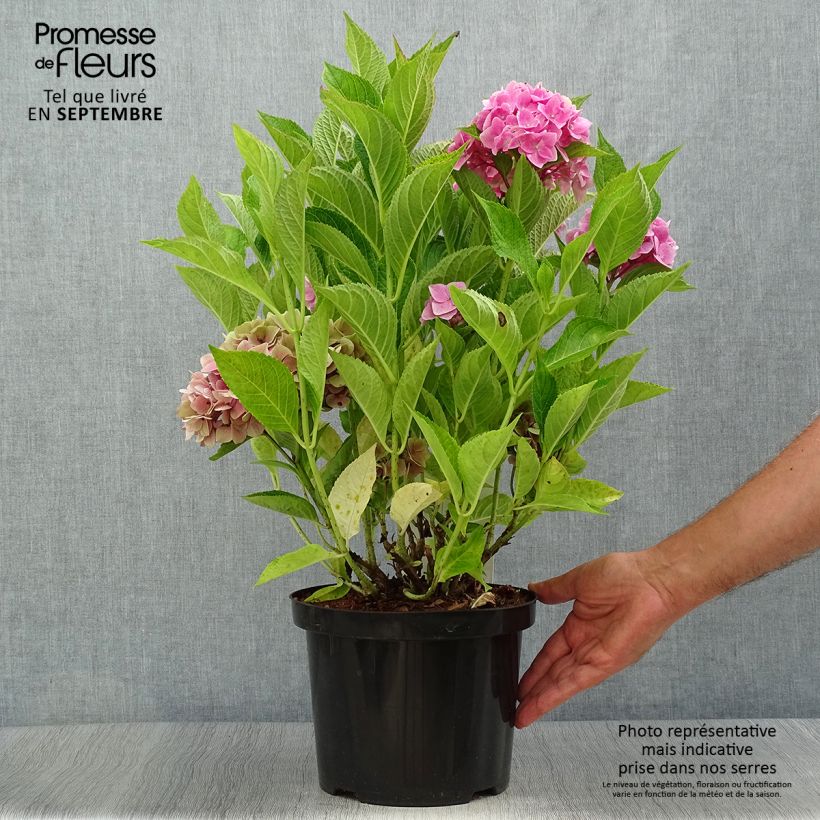 Exemplaar van Hortensia macrophylla Ankong Pot de 4L/5L zoals geleverd in de herfst