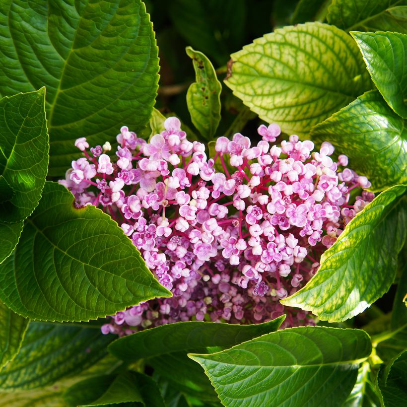 Hydrangea macrophylla Ayesha - Bolhortensia (Foliage)
