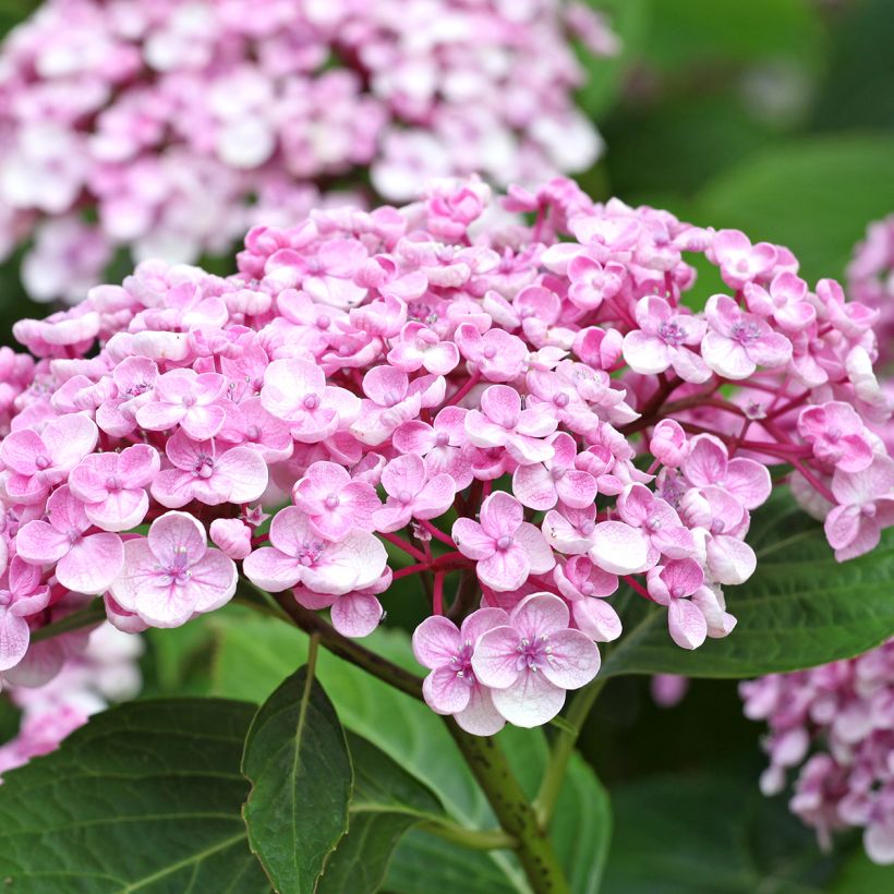 Hydrangea macrophylla Ayesha - Bolhortensia (Flowering)