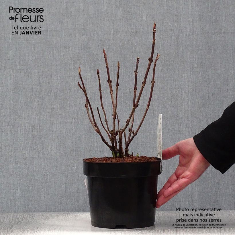 Example of Hortensia macrophylla Cloudi Pot van 3 l/4 l as you get in hiver