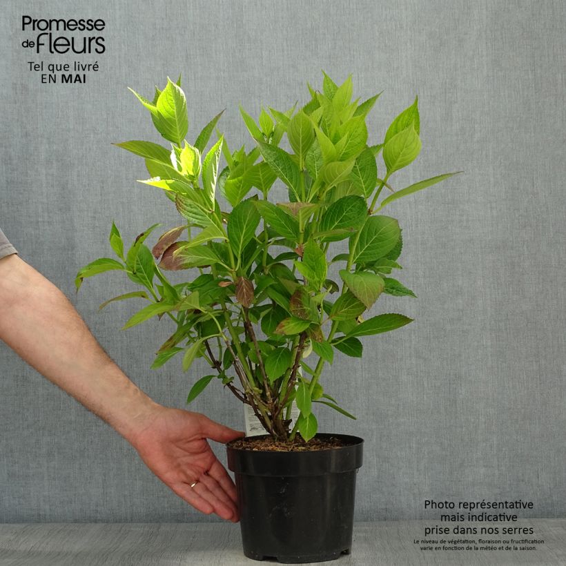 Exemplaar van Hydrangea macrophylla Cloudi - Bolhortensia Pot van 3 l/4 l zoals geleverd in de lente