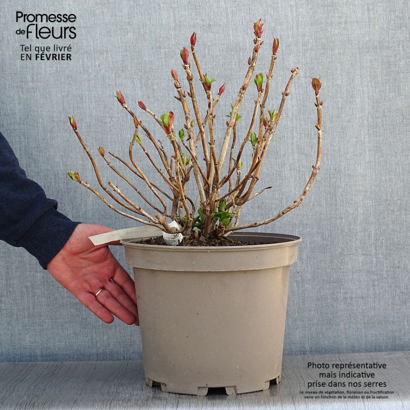 Example of Hortensia macrophylla Eughen Hahn Pot van 7,5 l/10 l as you get in hiver