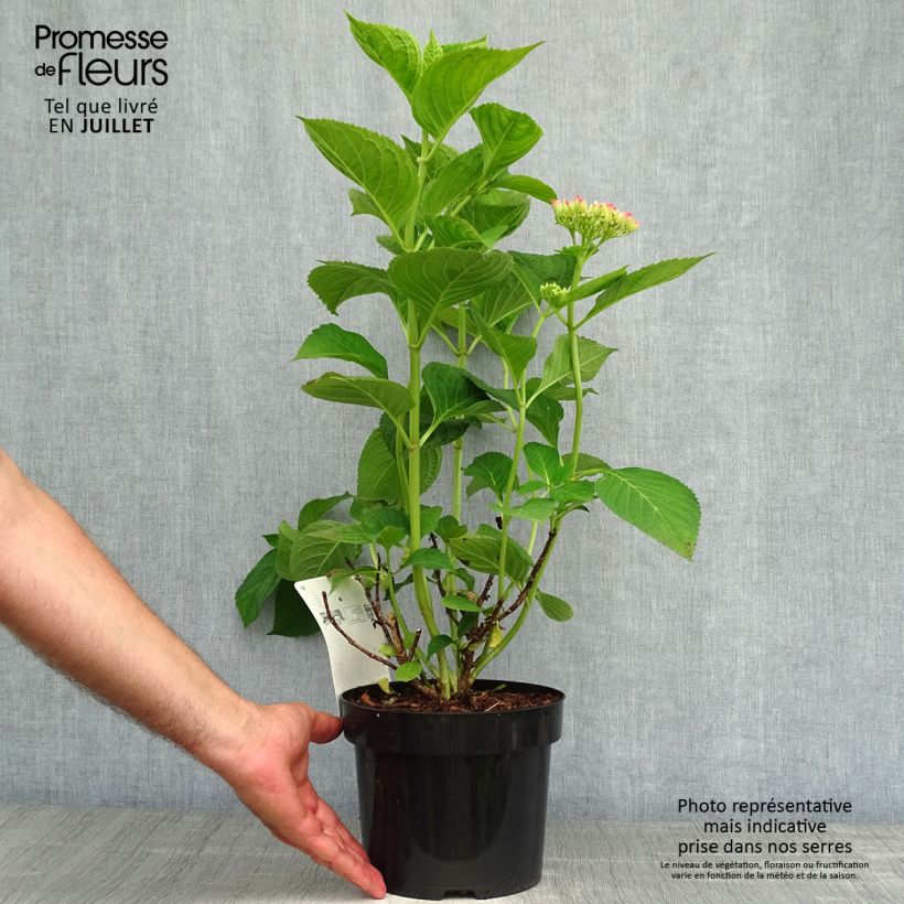 Exemplaar van Hydrangea macrophylla King George V - Boerenhortensia Pot van 2 l/3 l zoals geleverd in de zomer