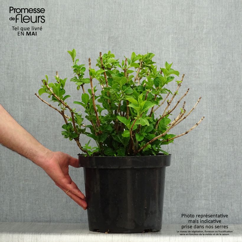 Exemplaar van Hydrangea macrophylla King George V - Boerenhortensia Pot van 7,5 l/10 l zoals geleverd in de lente