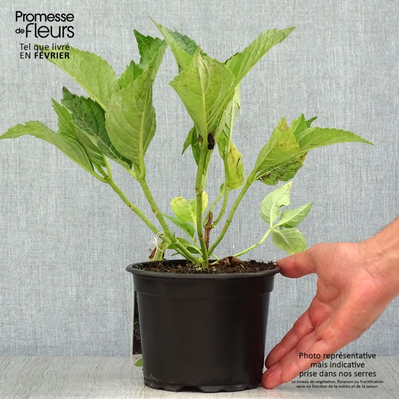 Exemplaar van Hydrangea macrophylla Mariesii Perfecta - Schermhortensia Pot van 2 l/3 l zoals geleverd in de herfst