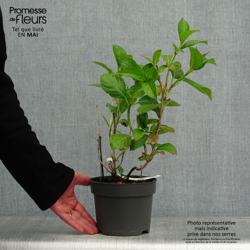 Exemplaar van Hydrangea macrophylla Mariesii Perfecta - Schermhortensia Pot van 2 l/3 l zoals geleverd in de lente