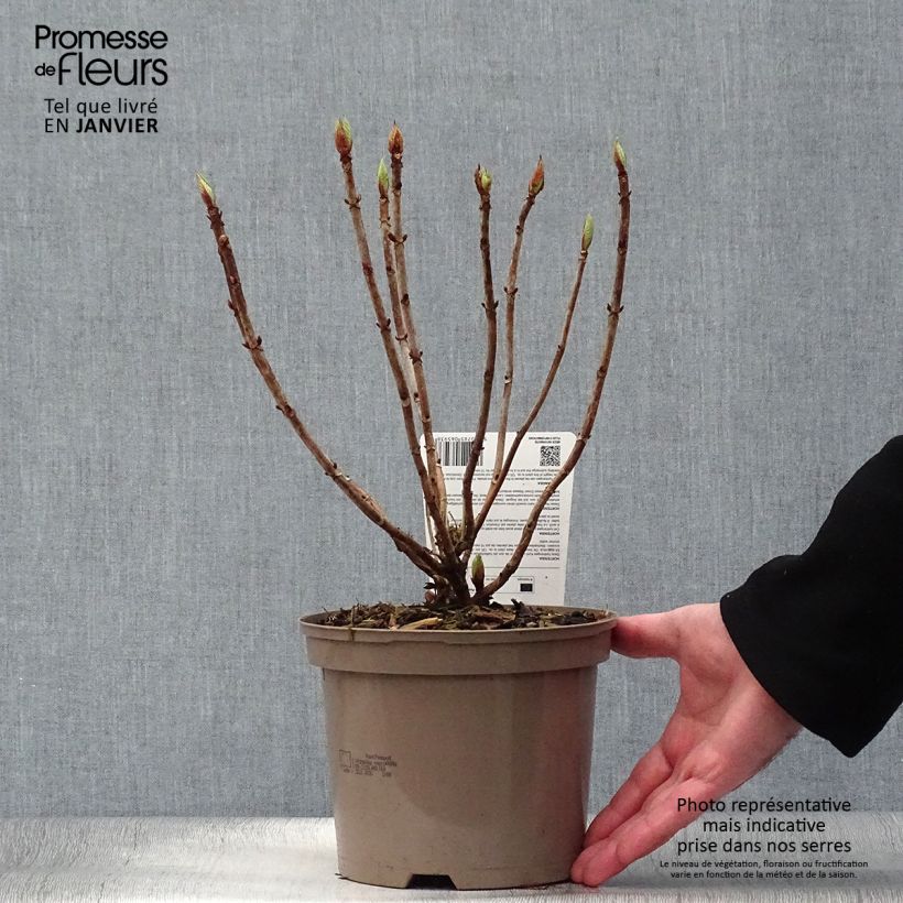 Example of Hortensia macrophylla Sibilla Pot van 2 l/3 l as you get in hiver