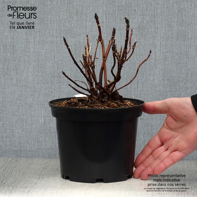 Example of Hydrangea macrophylla Miss Saori - Bolhortensia Pot van 2 l/3 l as you get in hiver