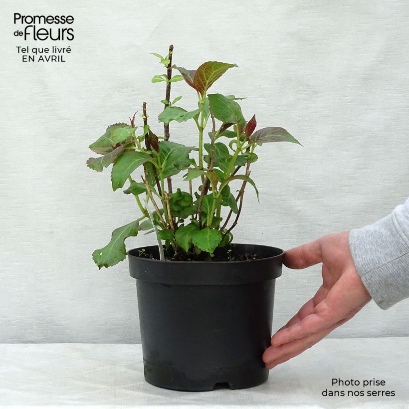 Exemplaar van Hydrangea macrophylla Miss Saori - Bolhortensia Pot van 2 l/3 l zoals geleverd in de lente