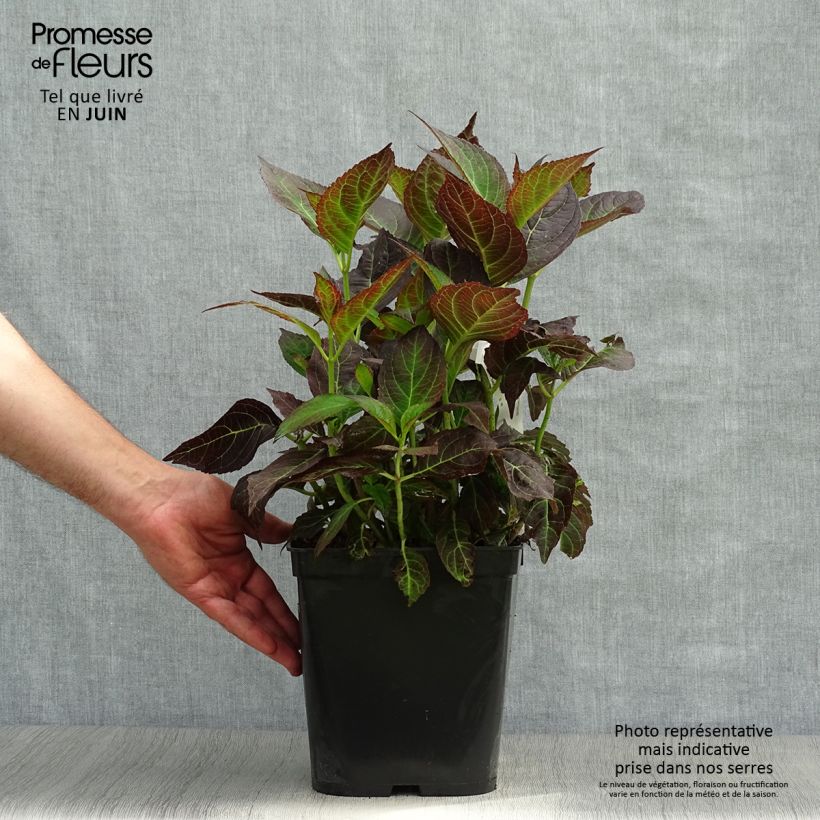 Exemplaar van Hydrangea macrophylla Miss Saori - Bolhortensia Pot van 4 l/5 l zoals geleverd in de zomer