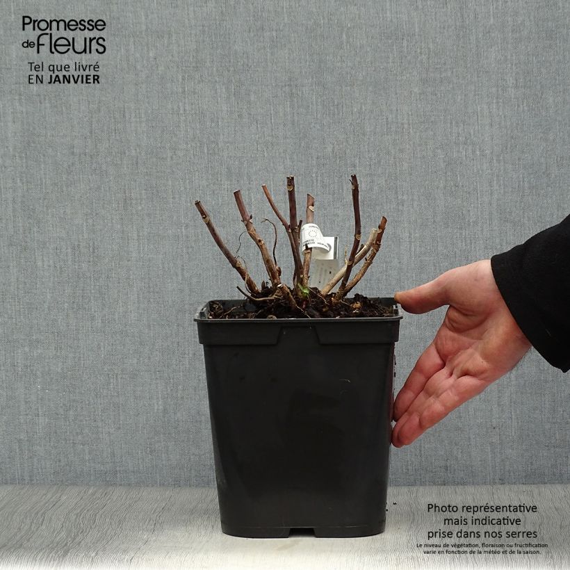 Example of Hydrangea macrophylla Miss Saori - Bolhortensia Pot van 4 l/5 l as you get in hiver