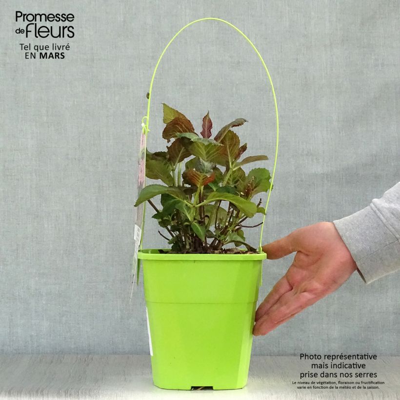 Exemplaar van Hydrangea macrophylla Miss Saori - Bolhortensia Pot van 4 l/5 l zoals geleverd in de lente