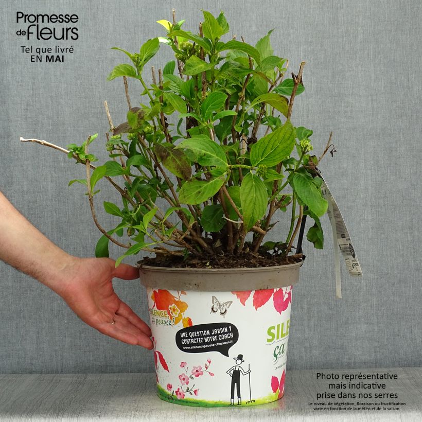 Exemplaar van Hydrangea macrophylla Stellar Bleu - Bolhortensia Pot van 7,5 l/10 l zoals geleverd in de lente